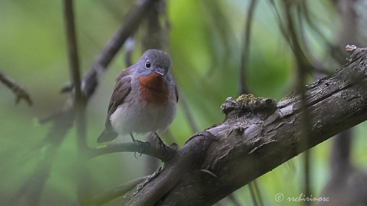 Red-breasted flycatcher