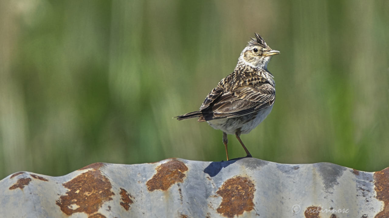 Eurasian skylark