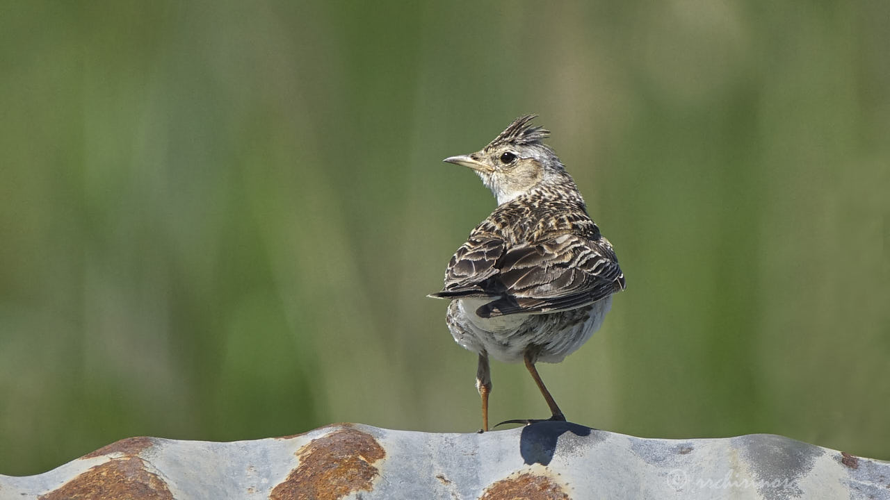 Eurasian skylark