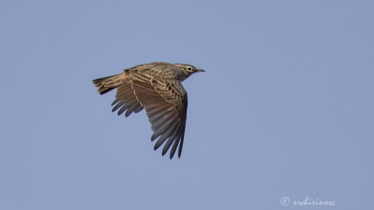 Eurasian skylark