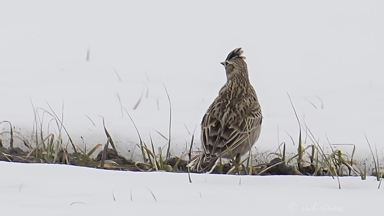 Eurasian skylark