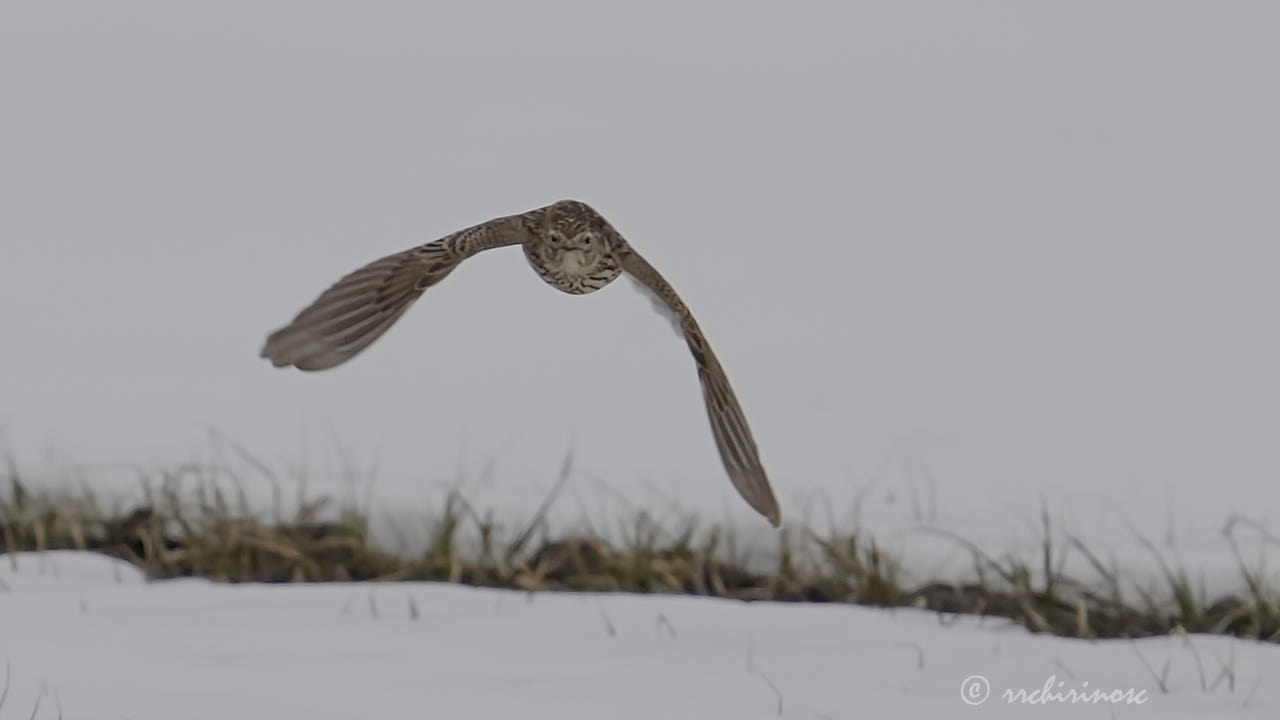 Eurasian skylark