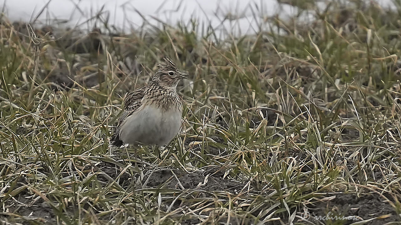 Eurasian skylark