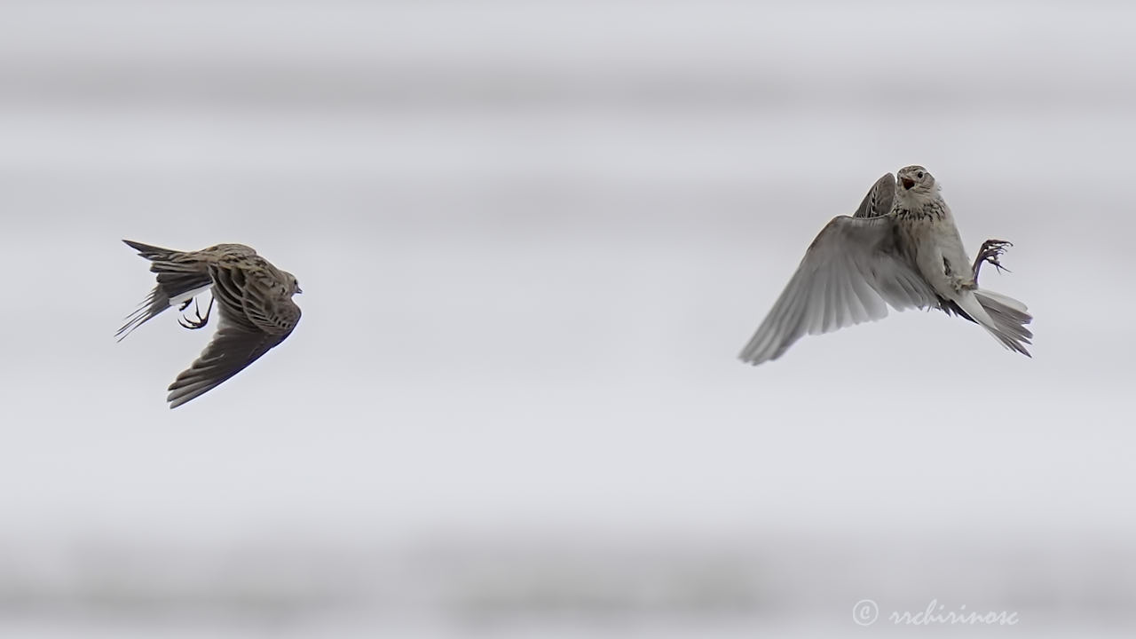 Eurasian skylark