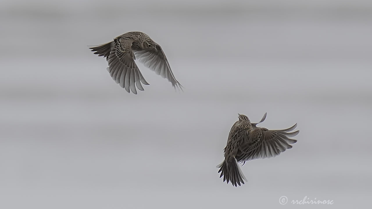 Eurasian skylark