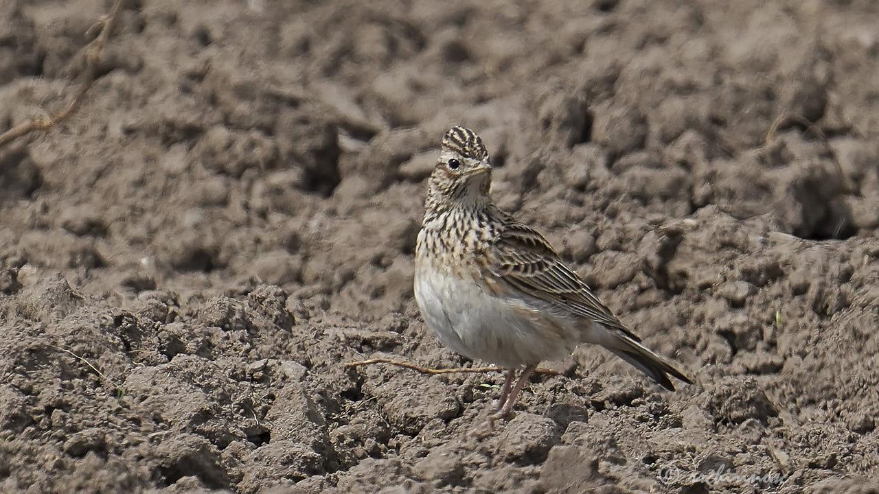 Eurasian skylark