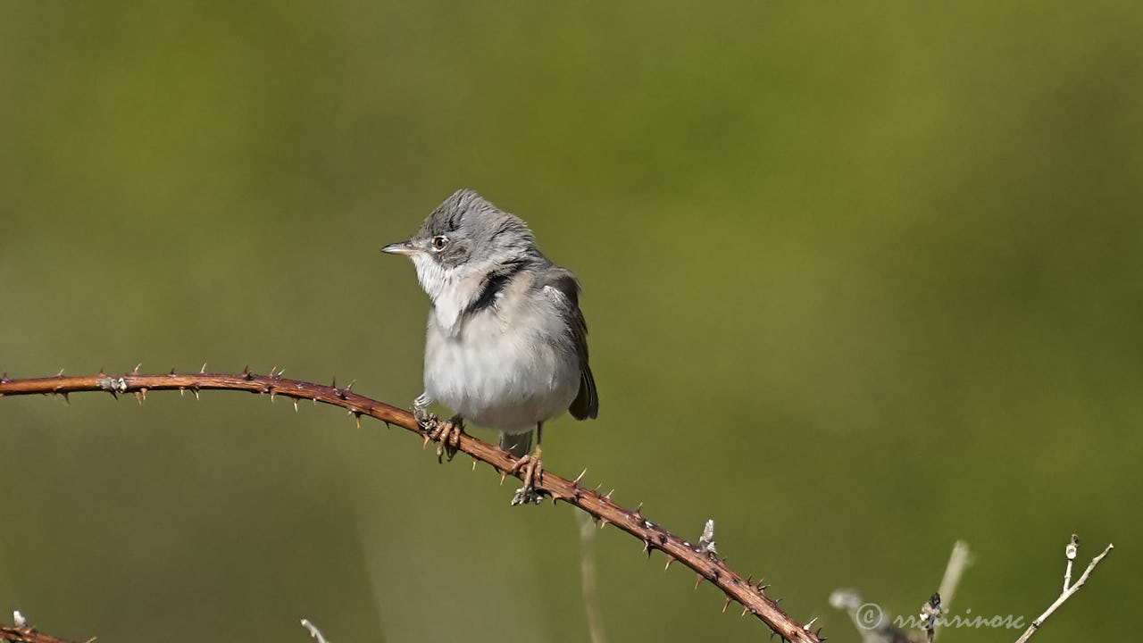 Greater whitethroat