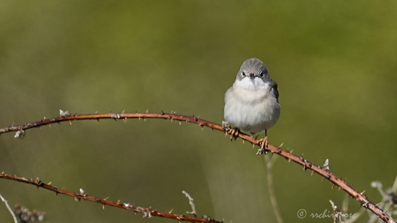 Greater whitethroat