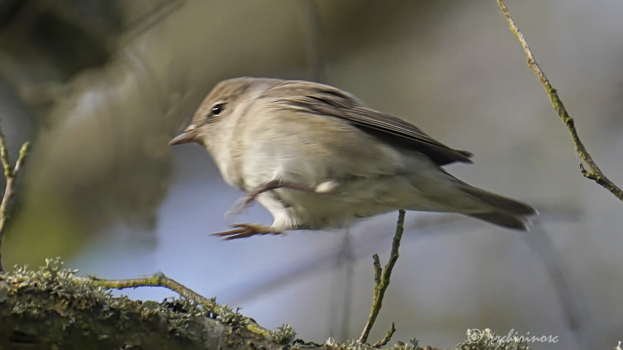 Garden warbler