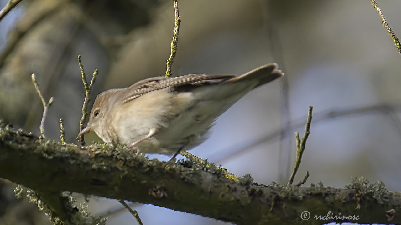 Garden warbler