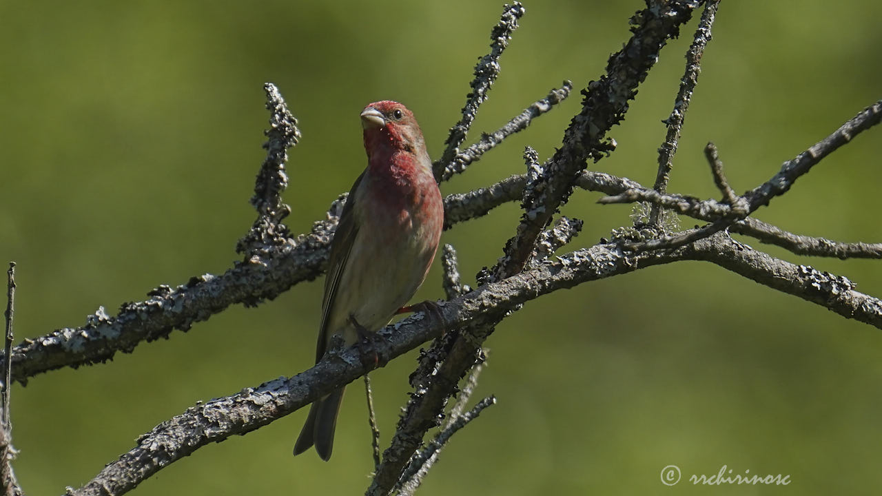 Common rosefinch