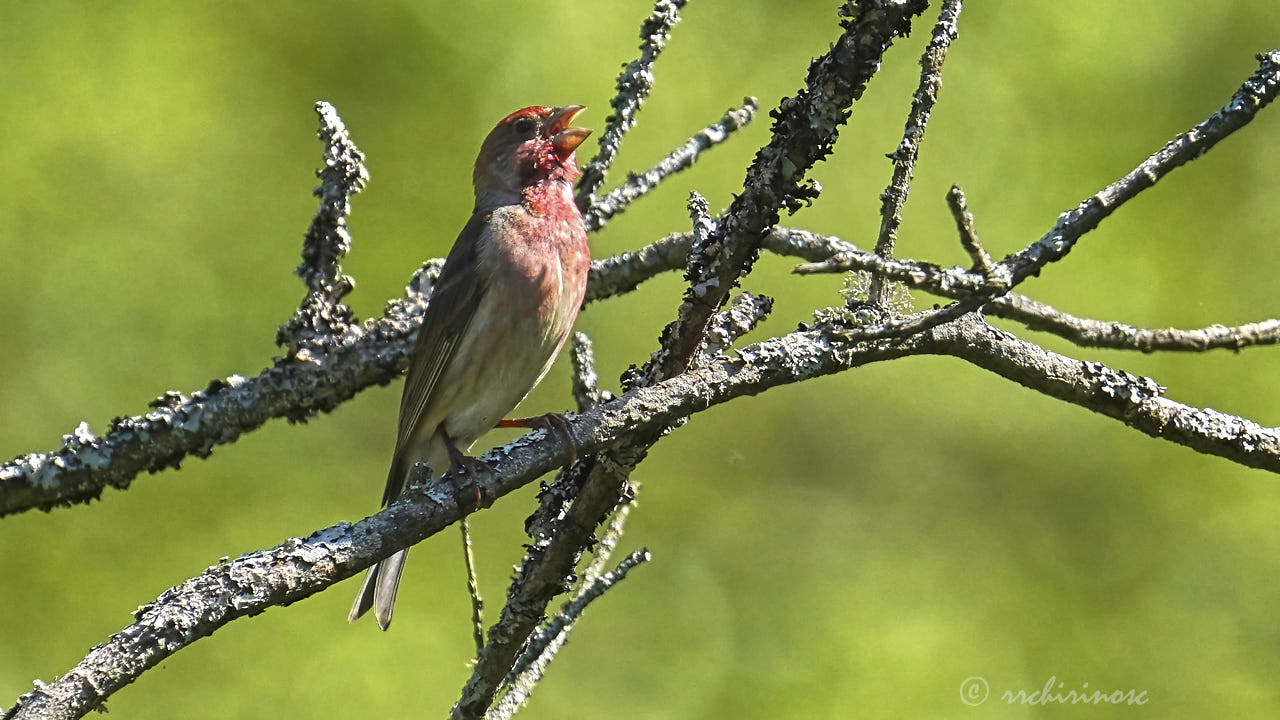 Common rosefinch