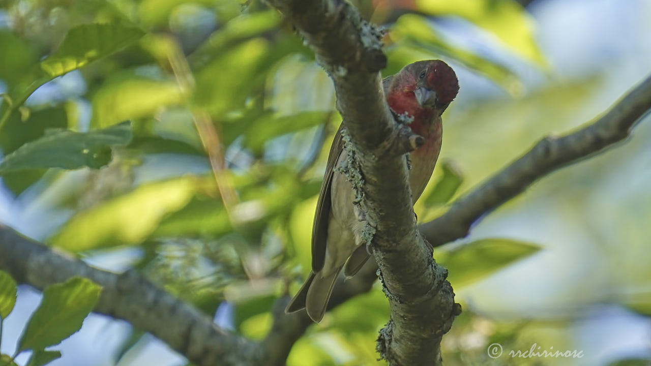 Common rosefinch