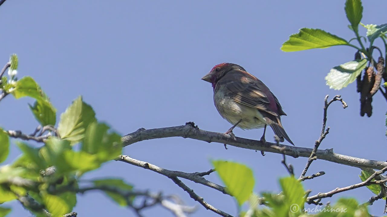 Common rosefinch