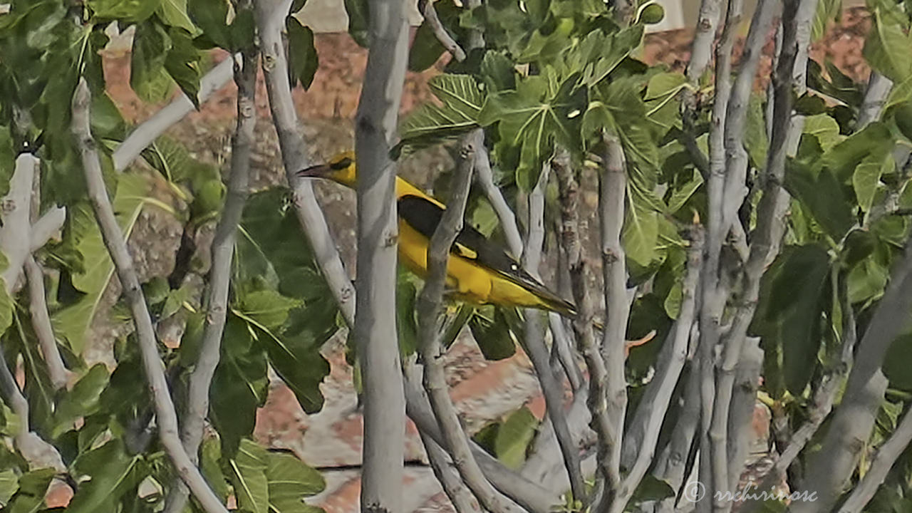 Eurasian golden oriole