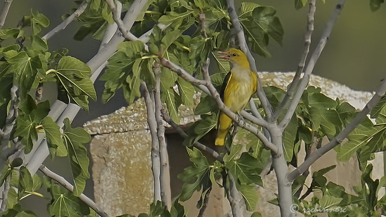 Eurasian golden oriole