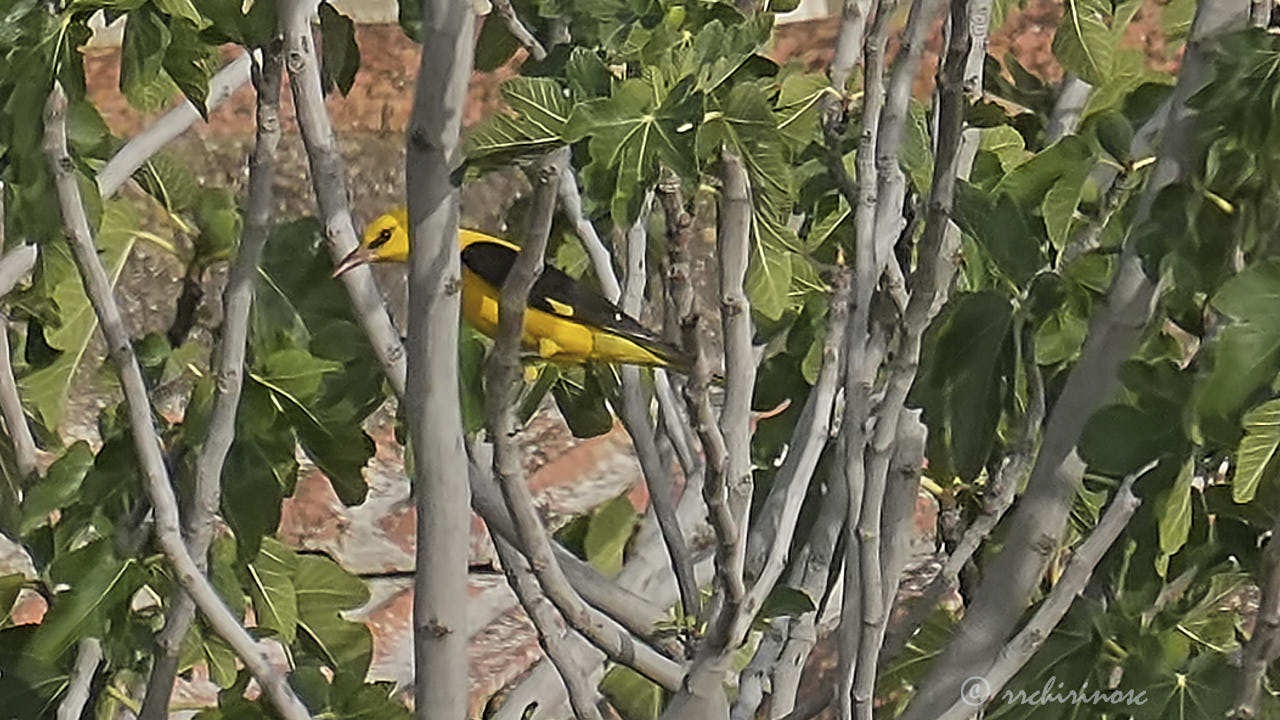 Eurasian golden oriole