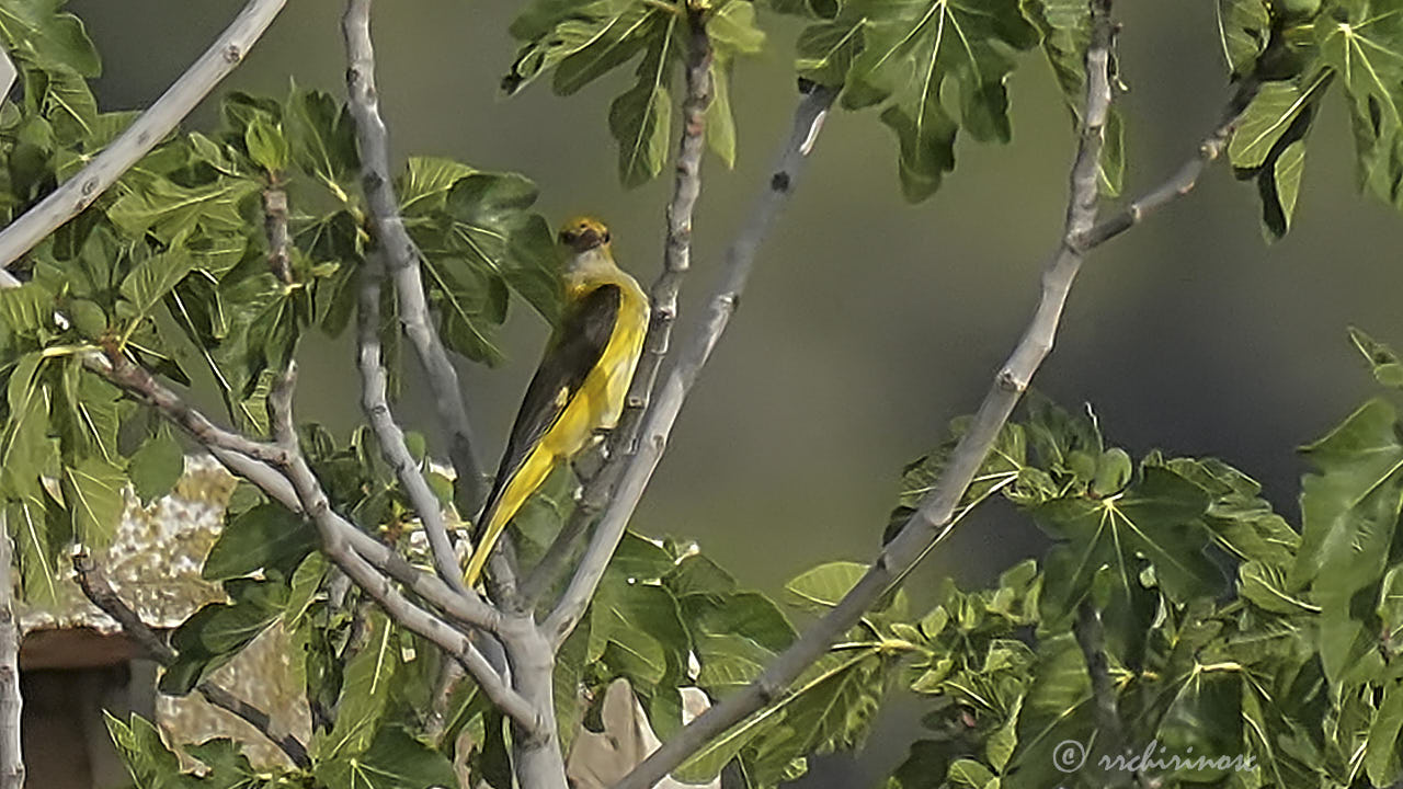 Eurasian golden oriole