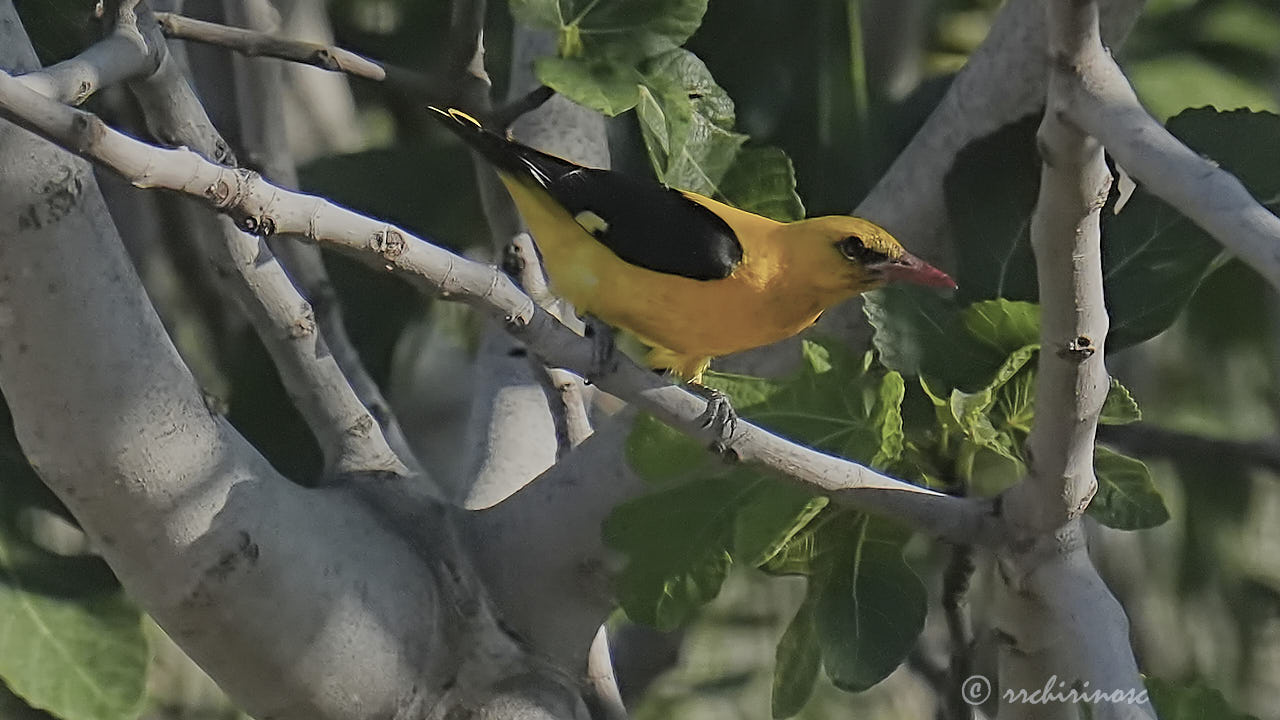 Eurasian golden oriole