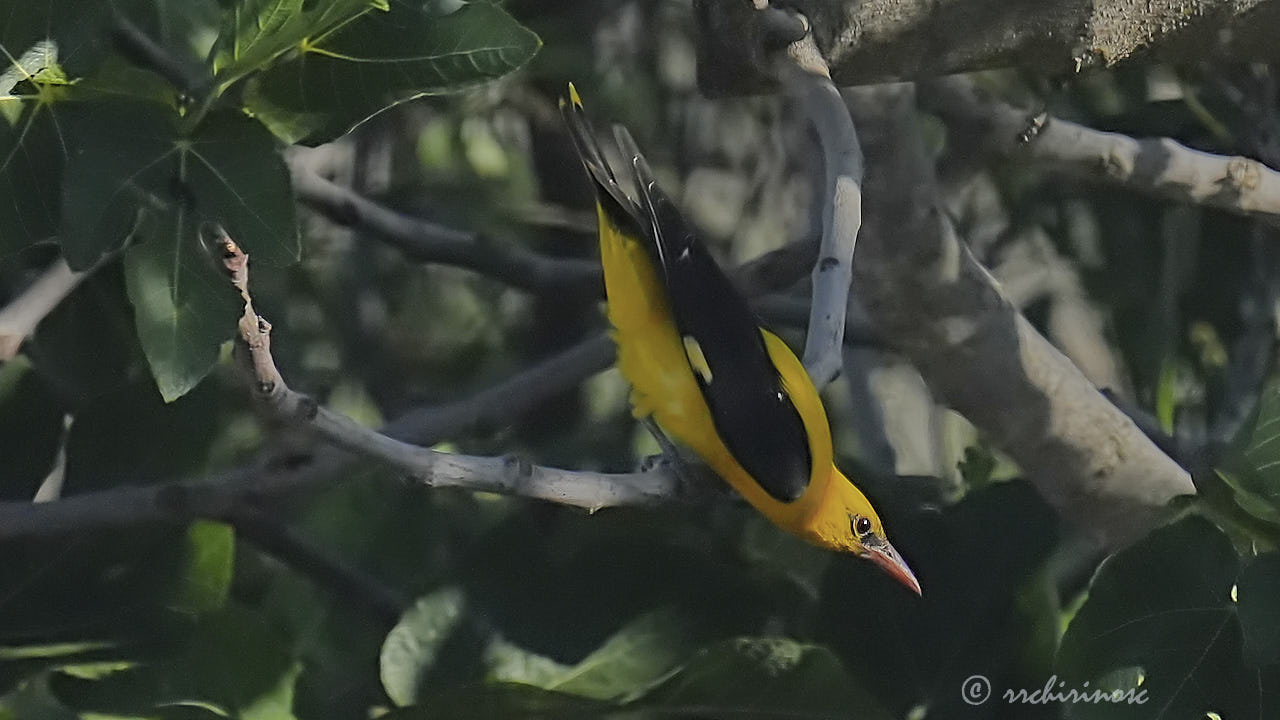 Eurasian golden oriole