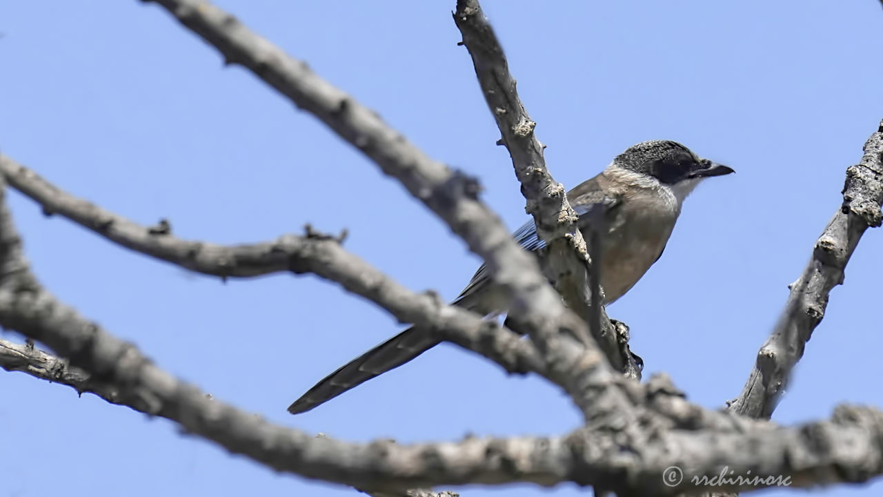 Iberian magpie