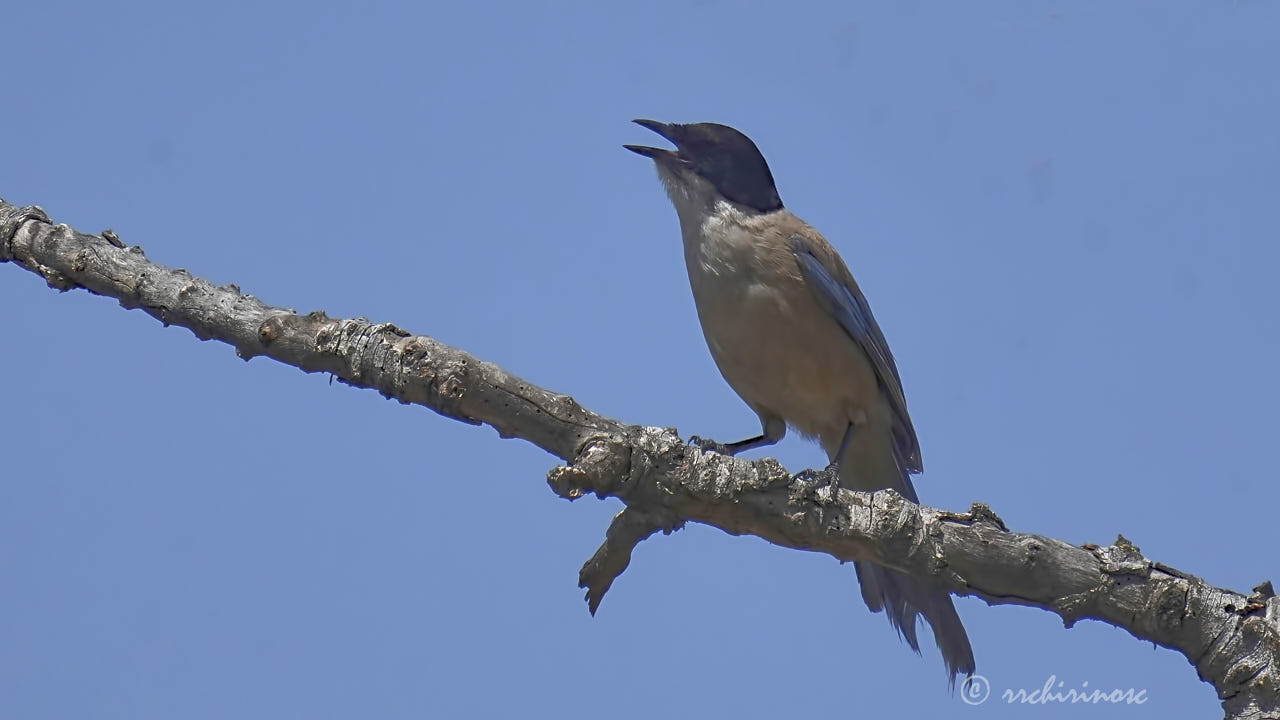 Iberian magpie