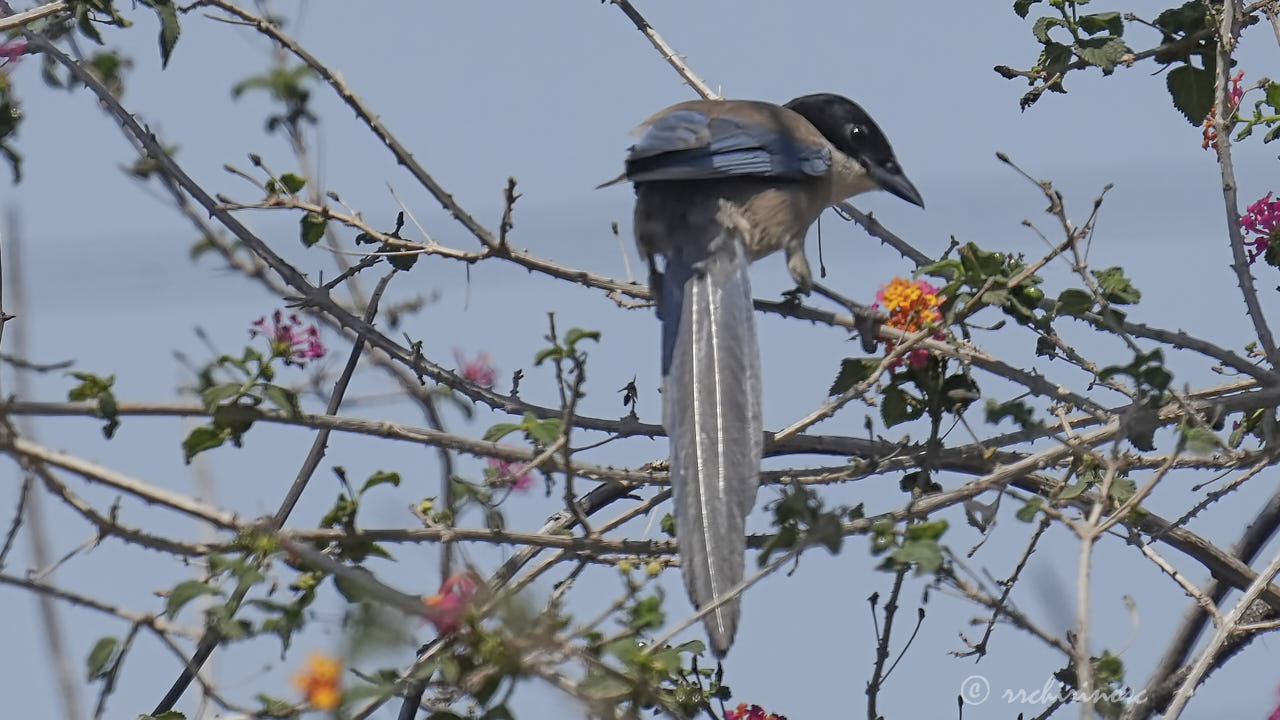 Iberian magpie