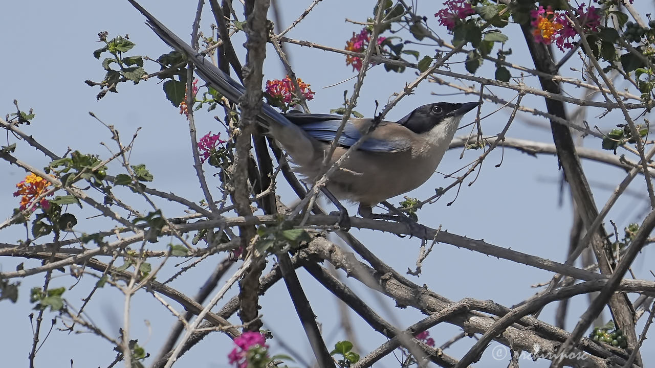 Iberian magpie