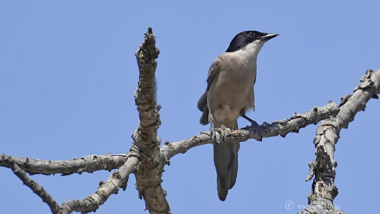 Iberian magpie