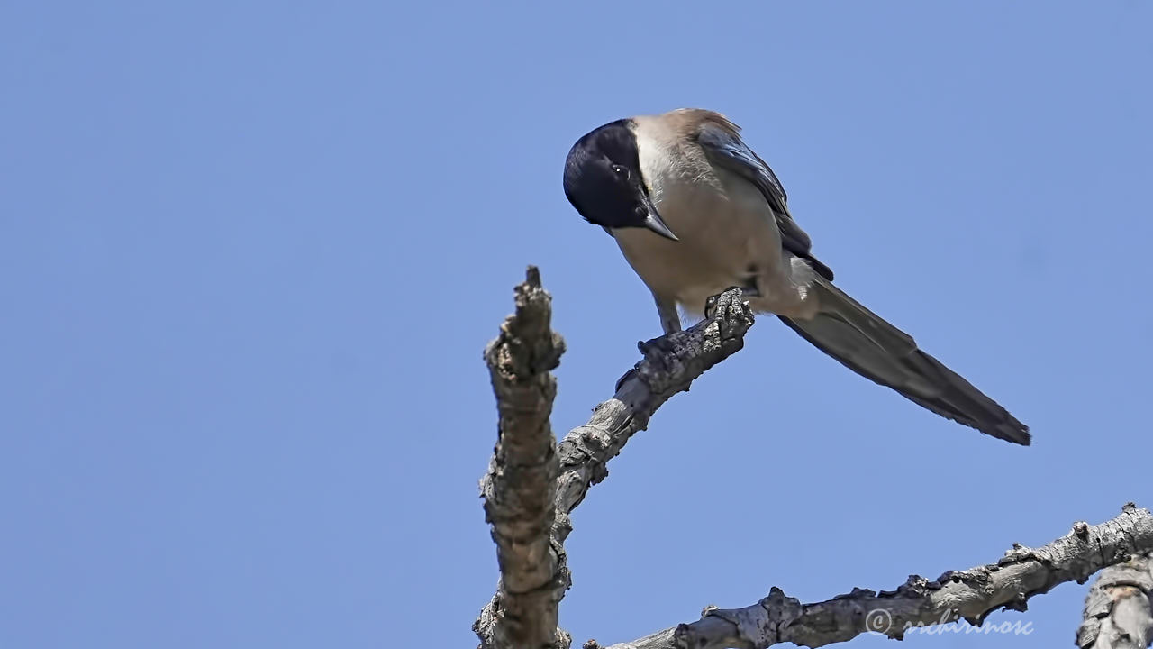 Iberian magpie