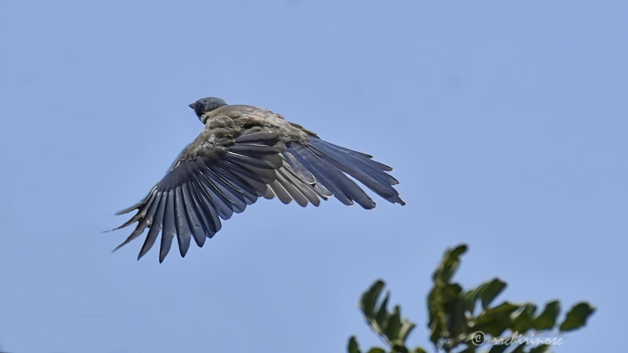 Iberian magpie