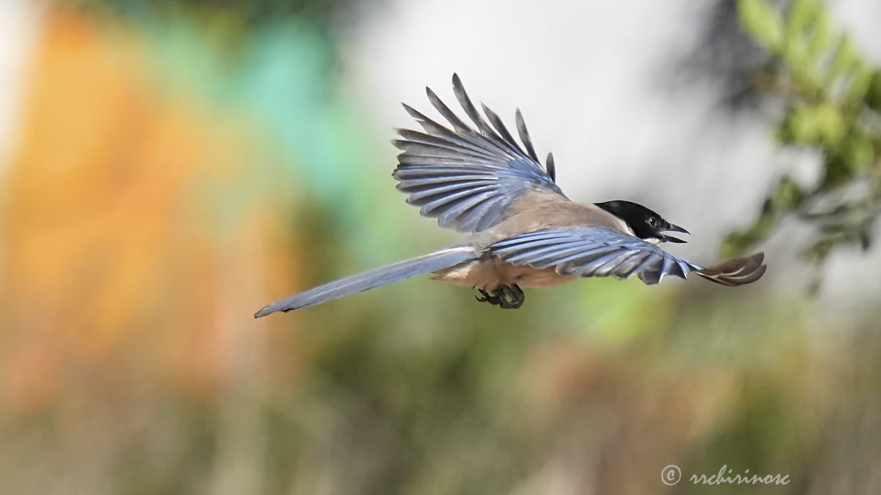 Iberian magpie