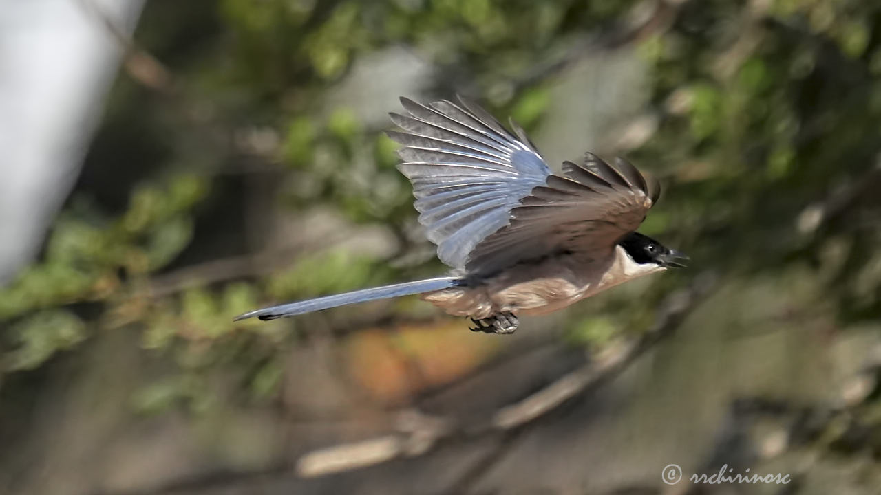 Iberian magpie