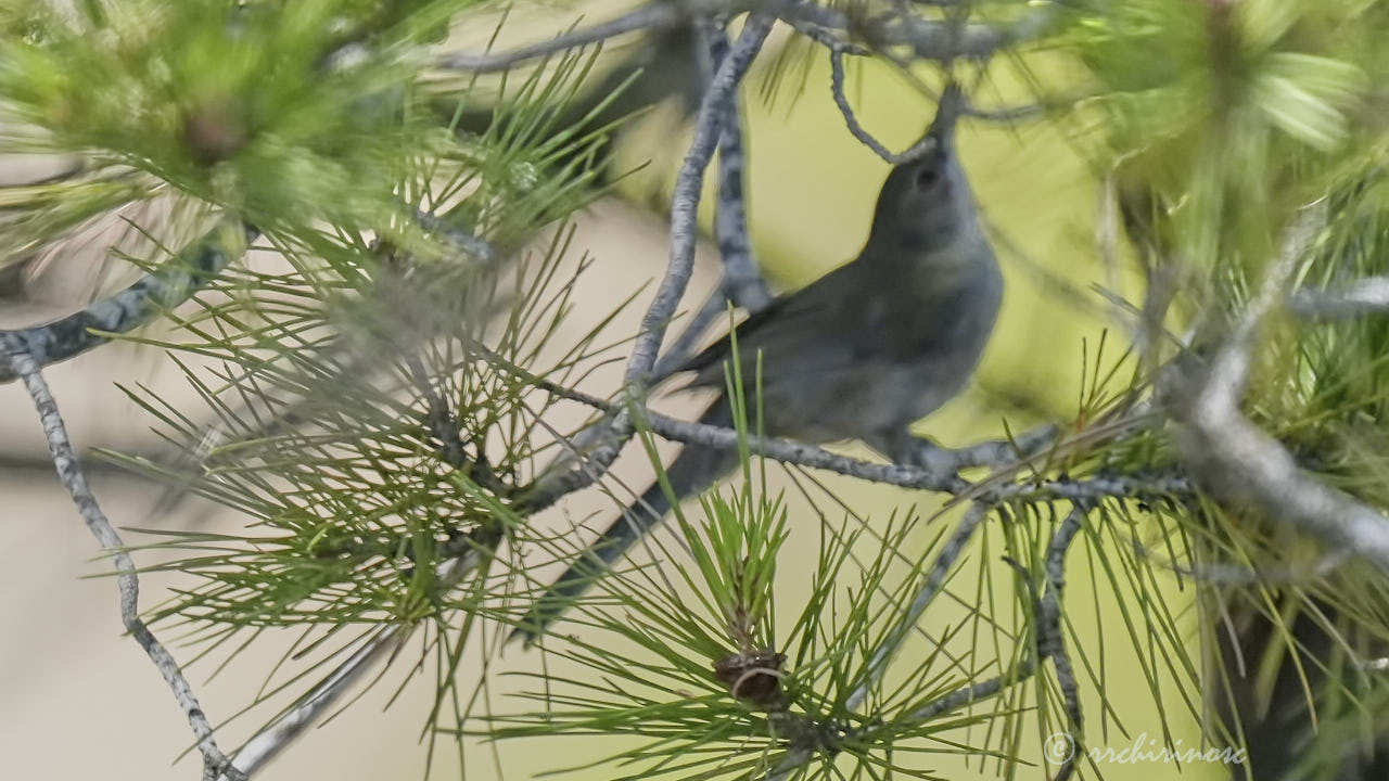 Western Bonelli's warbler