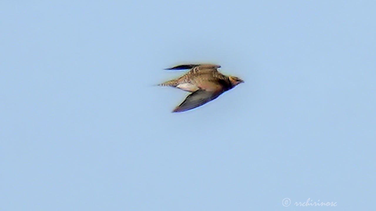 Pin-tailed sandgrouse