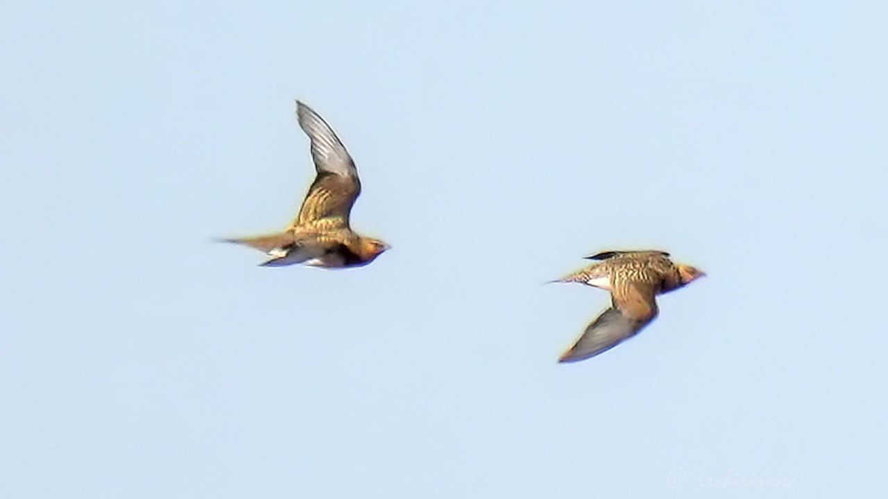 Pin-tailed sandgrouse