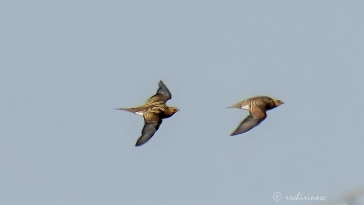 Pin-tailed sandgrouse