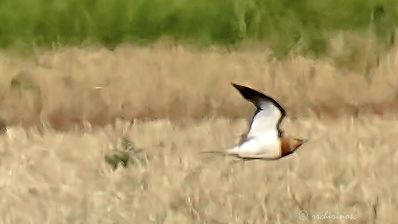 Pin-tailed sandgrouse