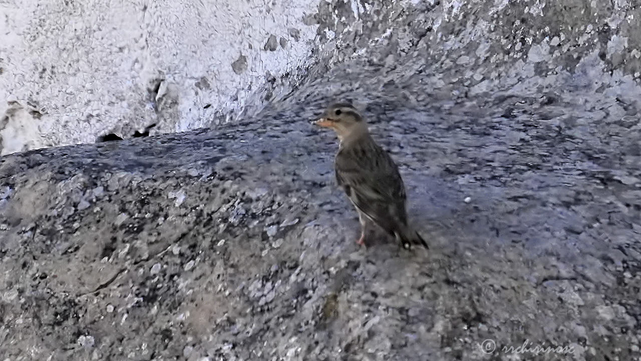 Rock sparrow