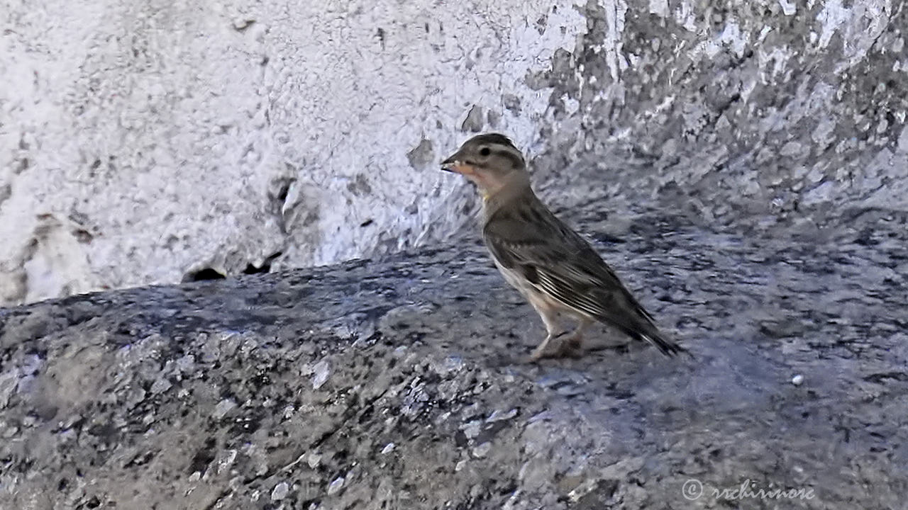 Rock sparrow