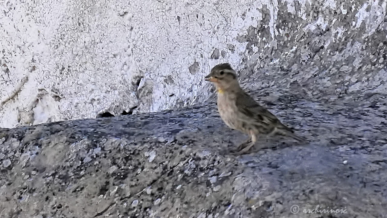 Rock sparrow