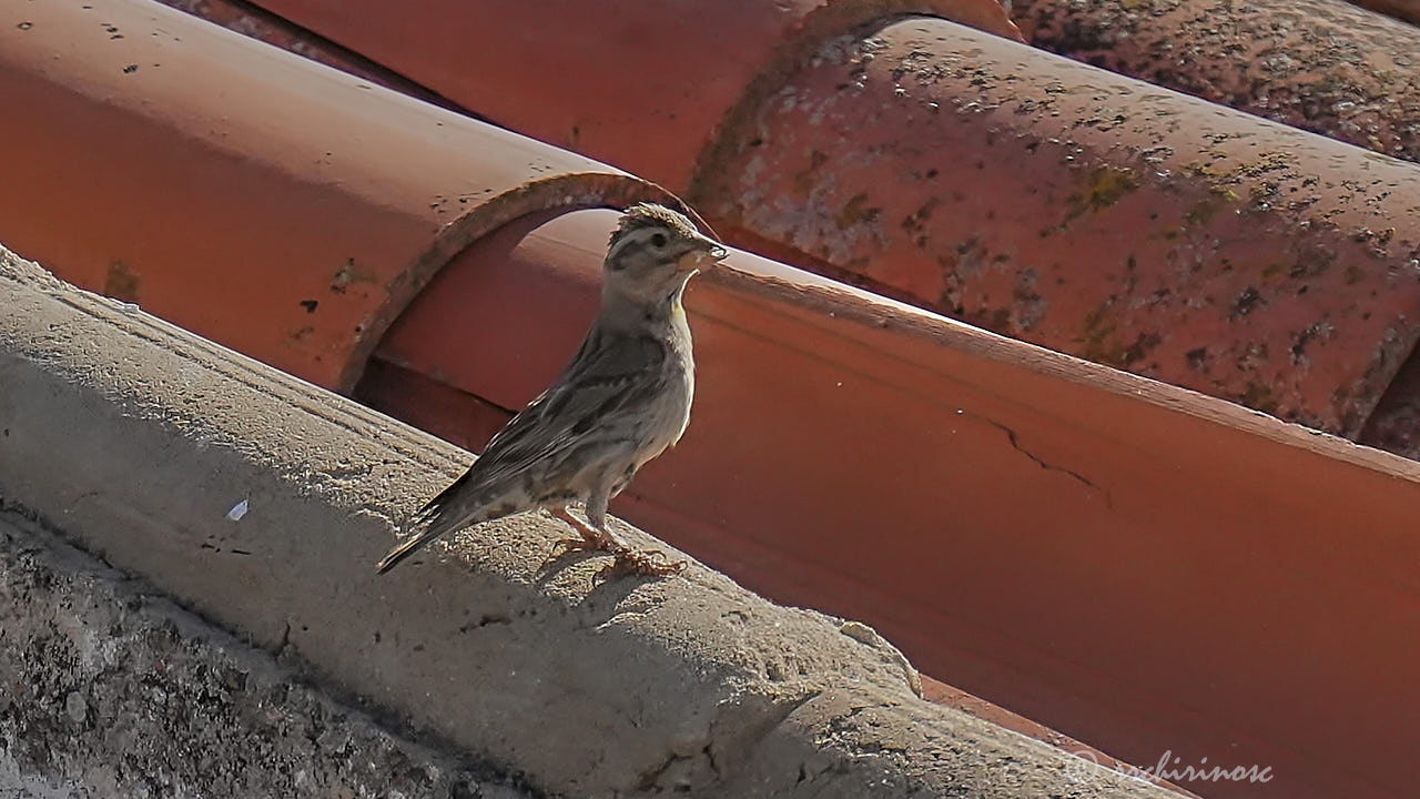 Rock sparrow