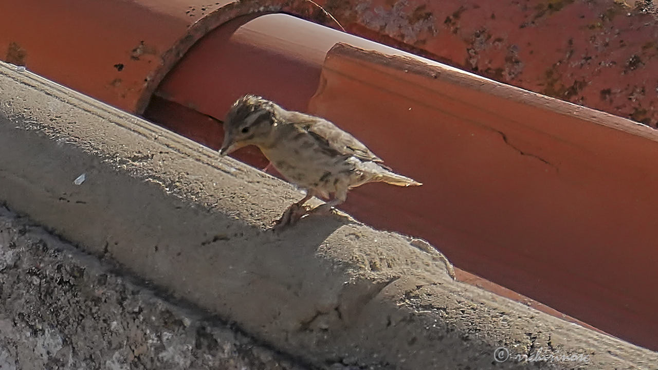 Rock sparrow