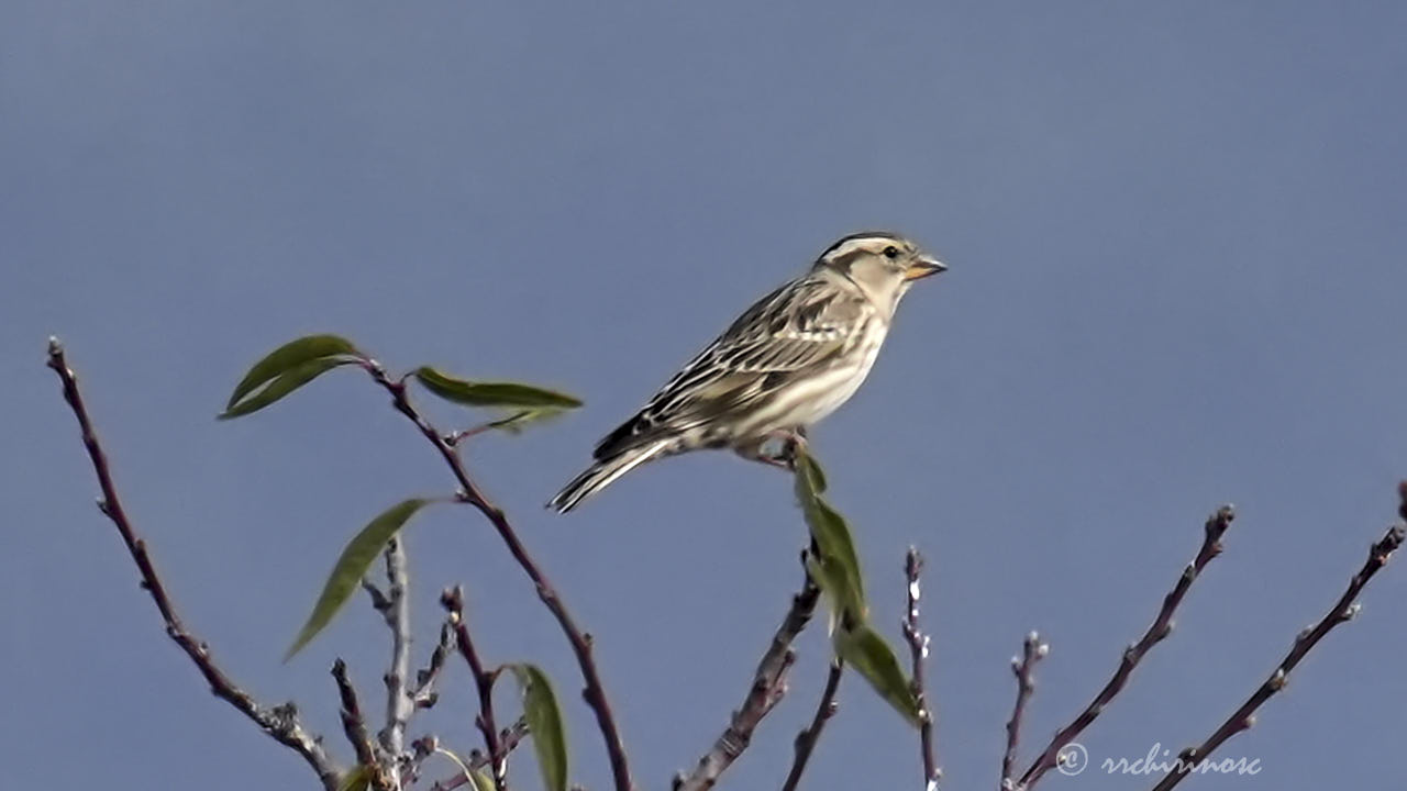 Rock sparrow