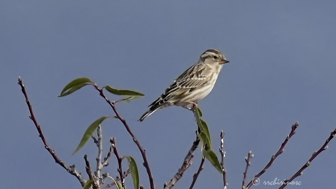 Rock sparrow