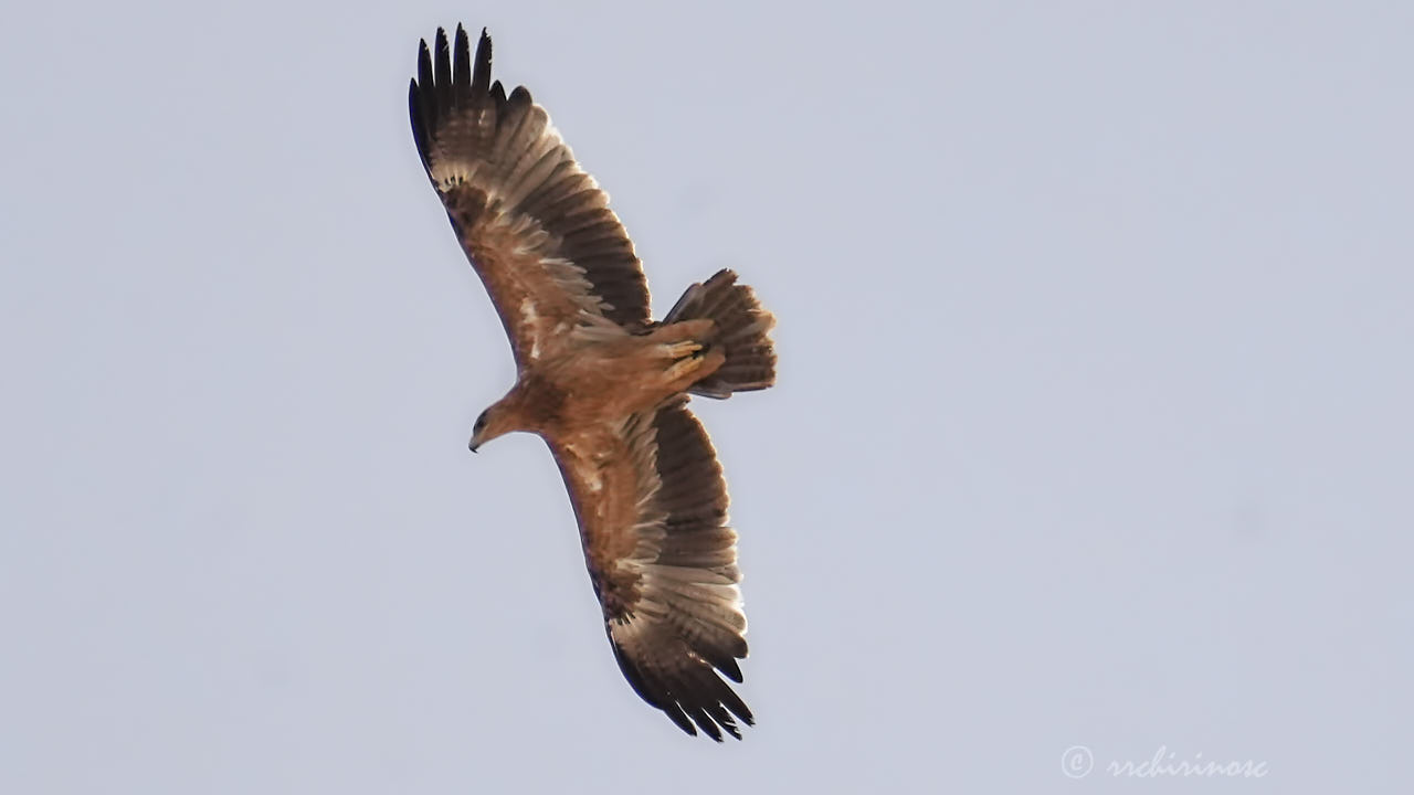 Spanish imperial eagle