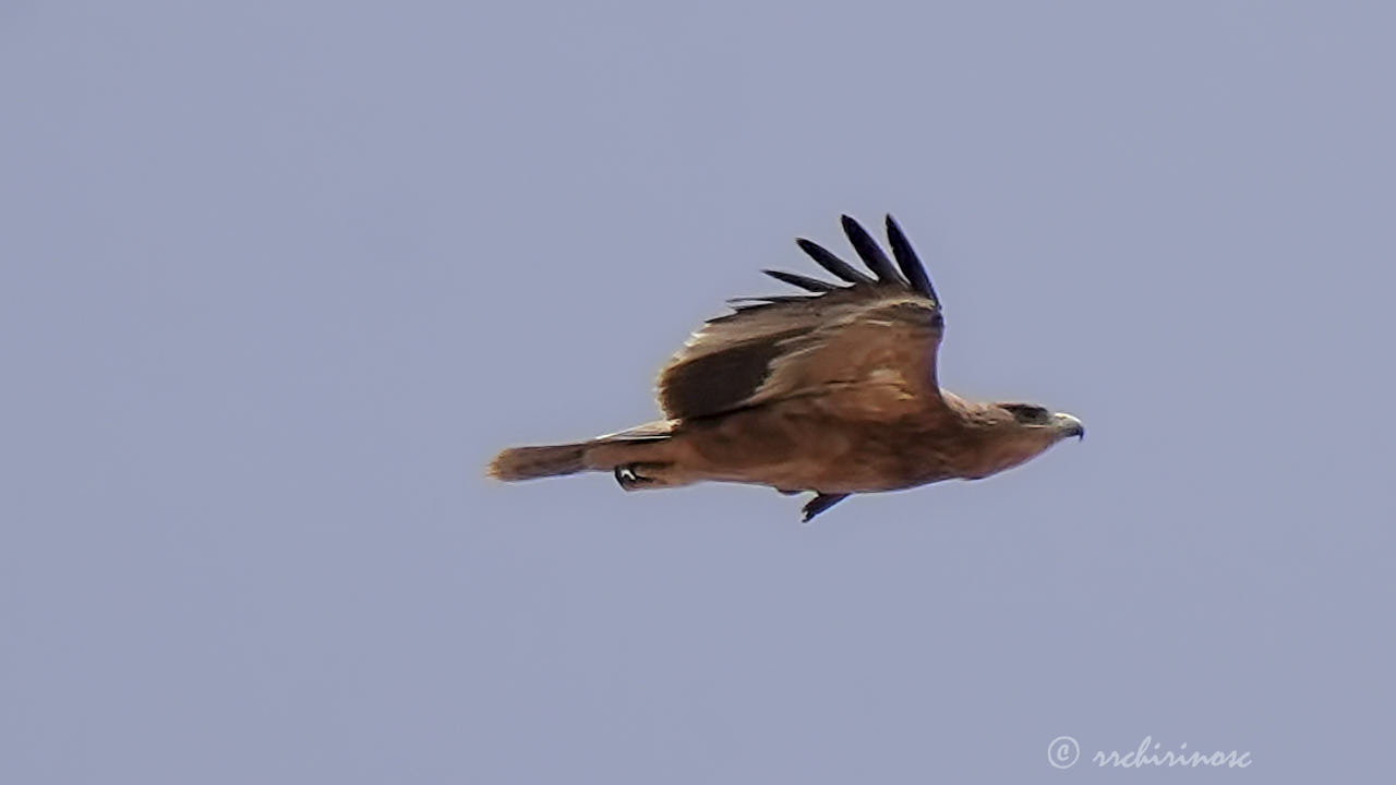 Spanish imperial eagle