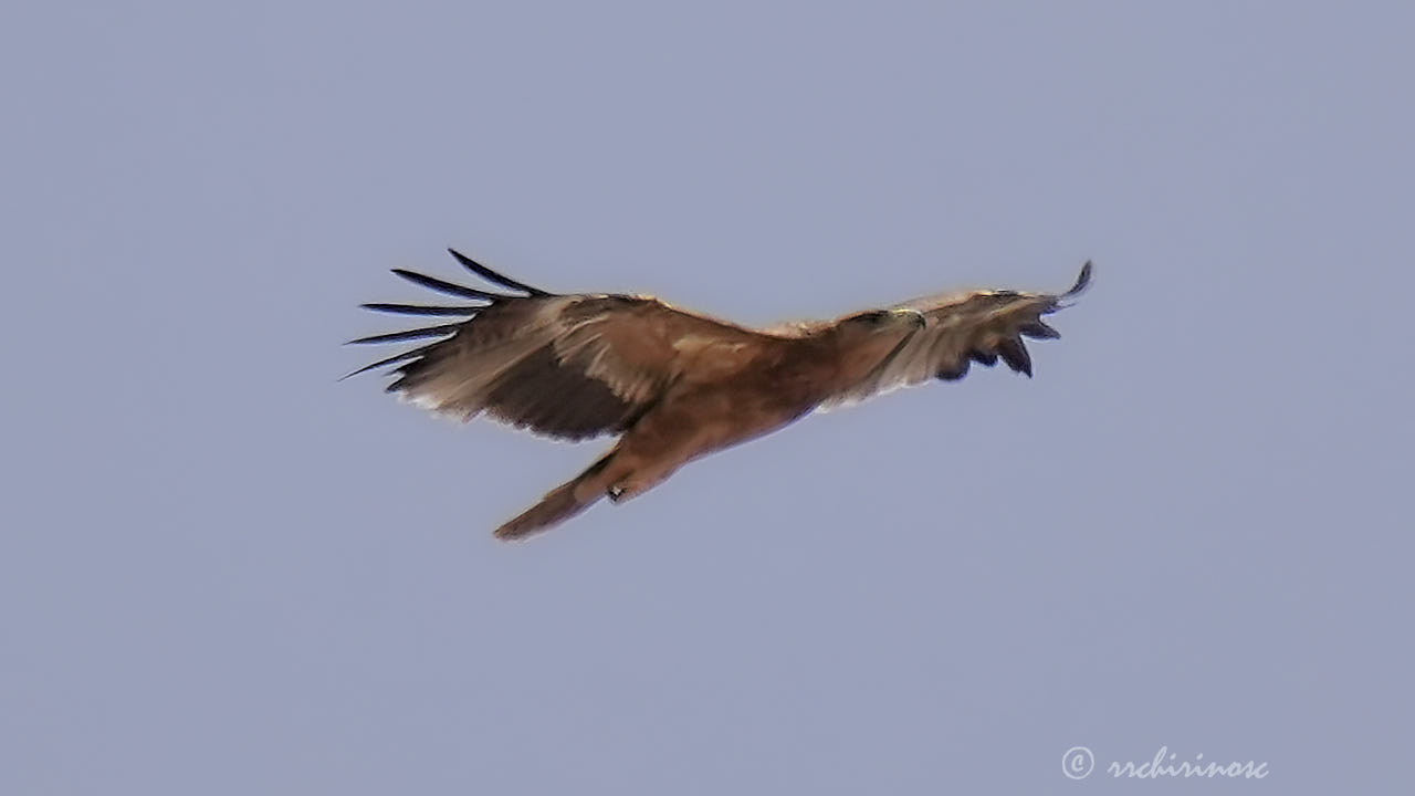 Spanish imperial eagle