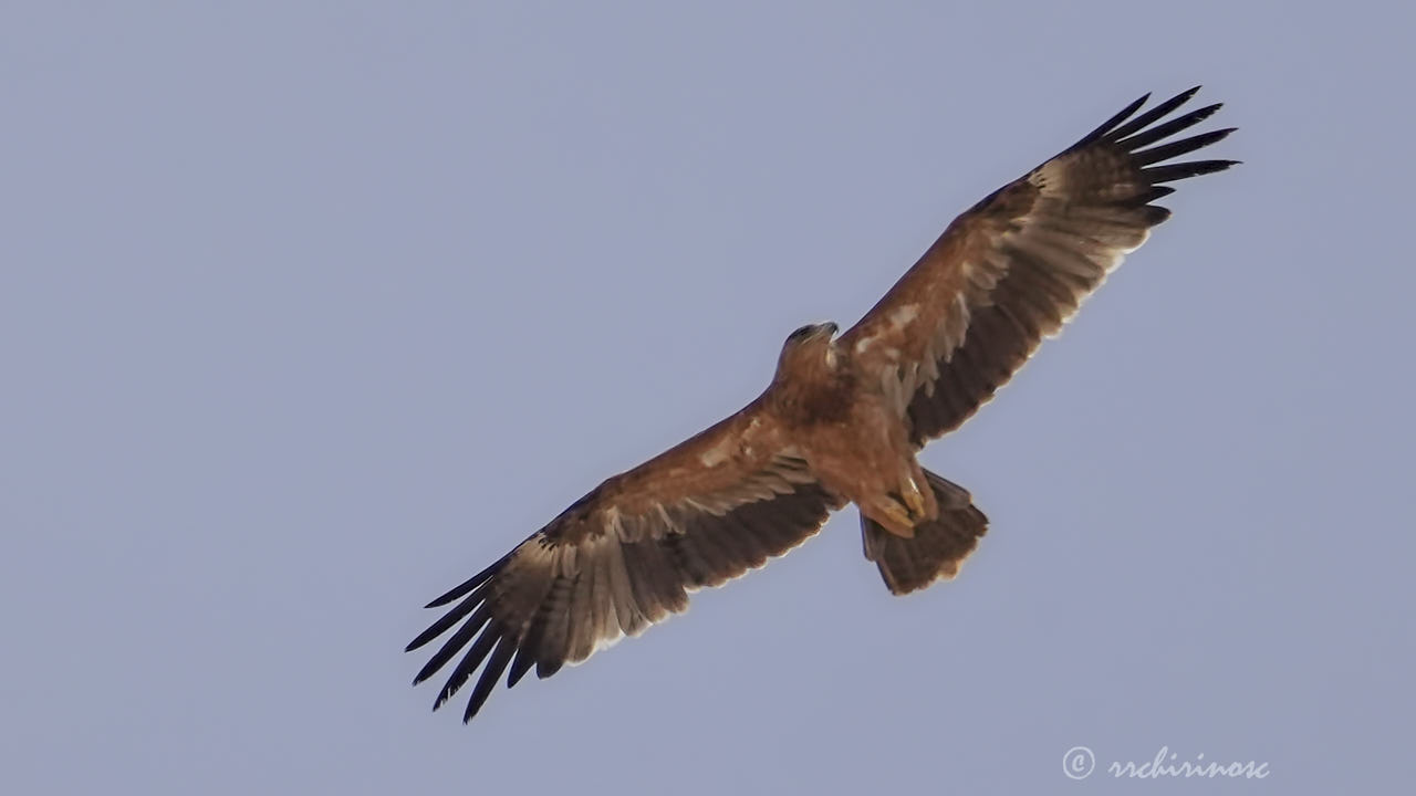 Spanish imperial eagle