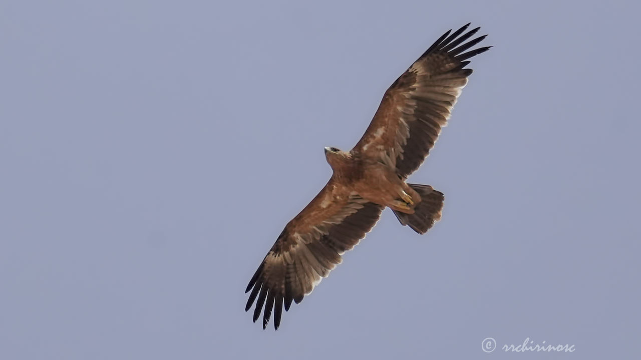 Spanish imperial eagle